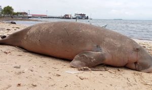 Ikan Dugong terdampar di pantai Pulau Morotai