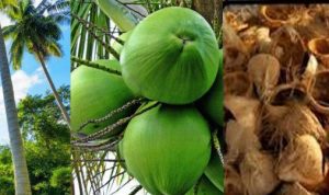 Buah Kelapa dan produk turunan