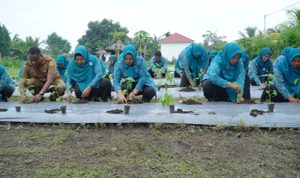 Ketua TP PKK Kota Tidore Kepulauan Hj. Rahmwati Muhammad Sinen bersama Pengurus melakukan penanaman Cabai Serentak