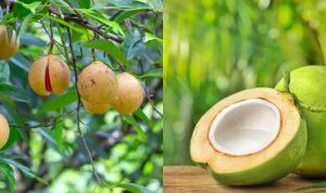 Foto komoditas Pala & Kelapa