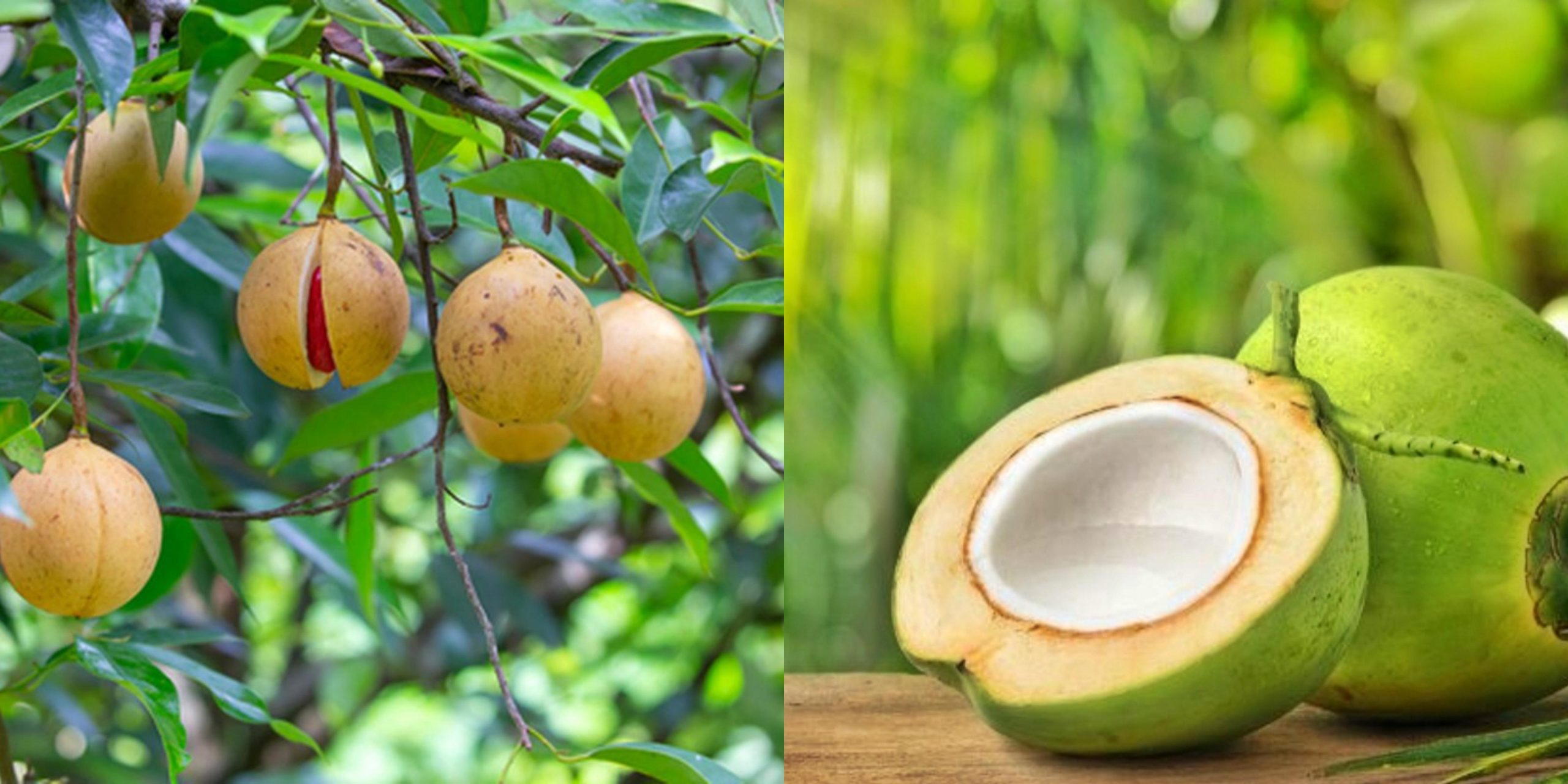 Foto komoditas Pala & Kelapa