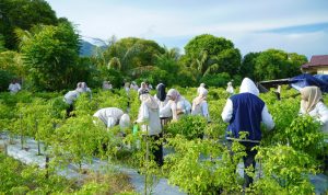 Ketua TP PKK Kota Tidore Kepulauan, Hj. Rahmawati Muhammad Sinen, bersama pengurus melaksanakan panen perdana cabe di Kebun Percontohan TP PKK Kota Tidore Kepulauan, Halaman Kantor BPP Kecamatan Tidore, Kelurahan Cobodoe, Rabu (28/1/2026).